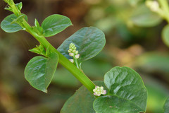 Basella alba